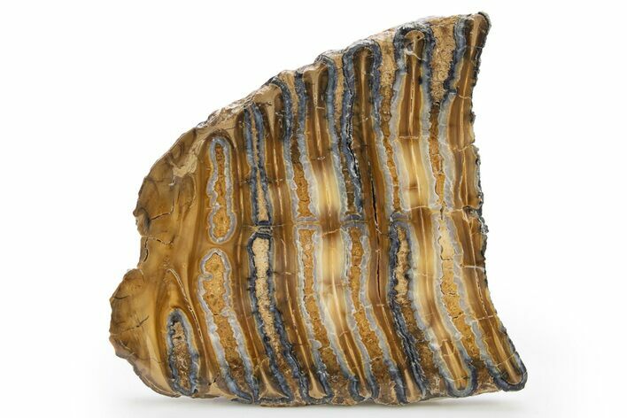 Polished Mammoth Molar Slice - South Carolina #319673